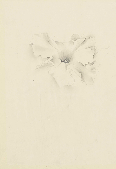 Untitled (Flower) Georgia O'Keeffe